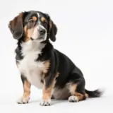 Produits pour animaux de compagnie