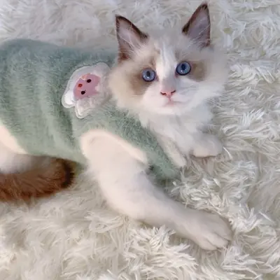 Image de Vêtements Chauds pour Chatons - Style & Confort Hiver