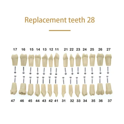 28 dientes