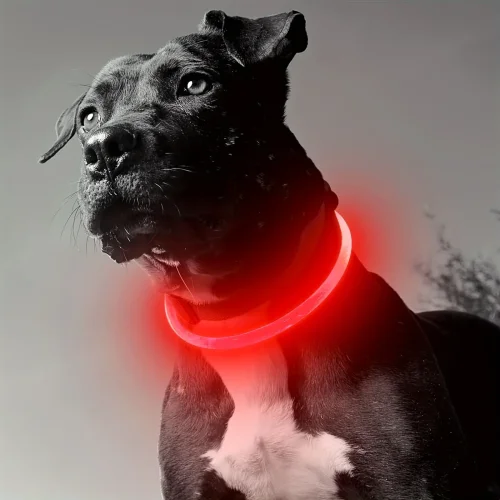 Image de Collier LED Lumineux pour Chien - Anti-Perte & Rechargeable