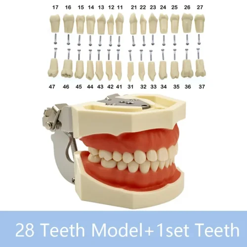 Modelo y 28 dientes