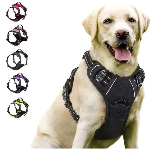 Image de Accessoires Chien : Colliers, Harnais & Laisse en Cuir