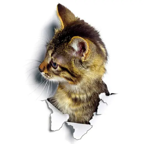 Image de Autocollants Muraux 3D Chats - Déco Murale Amusante