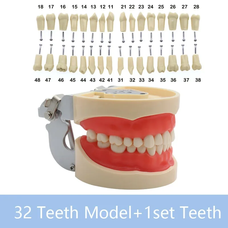Modelo y 32 dientes