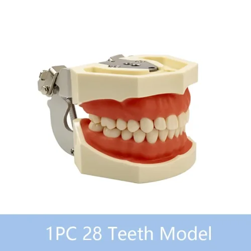 28 dientes modelo