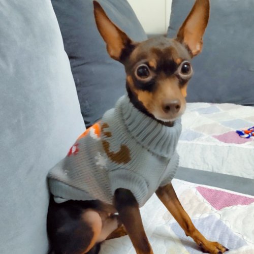 Maglione Caldo Invernale per Cani Piccoli e Gatti - Abbigliamento Morbido e Accogliente per Chihuahua, Yorkshire, Bassotto e Altri Animali Domestici