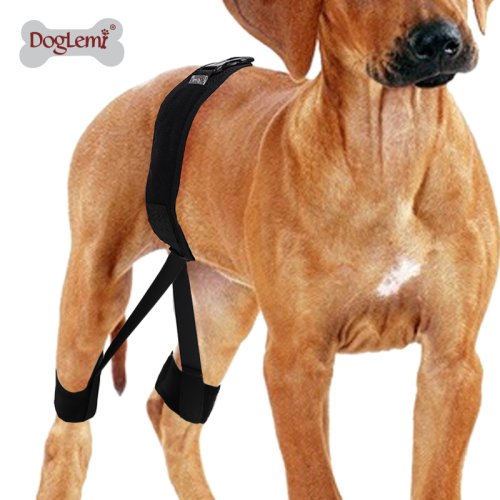 Fascia Ortodontica per Cani - Protezione Posteriore di Alta Qualità