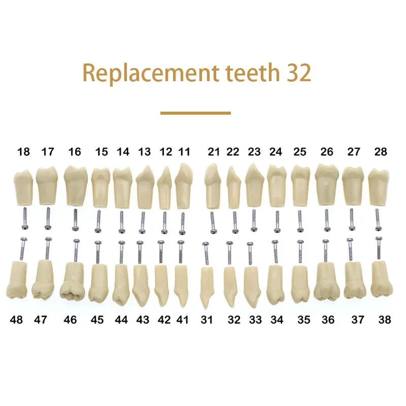 Imagen de Modelo de enseñanza Dental de 32 dientes, modelo de dientes Typodont de resina de goma suave para pr...