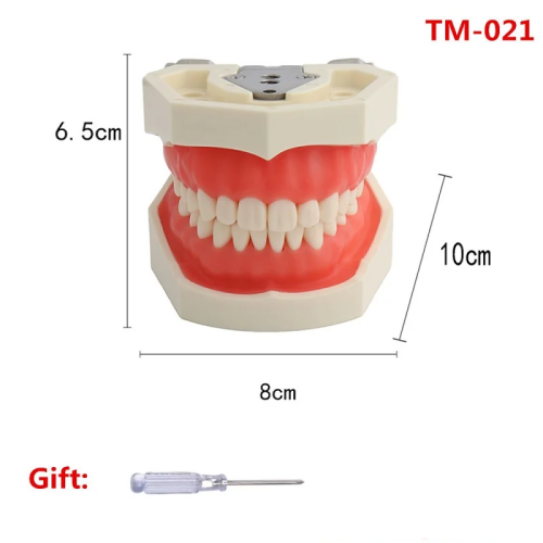 Immagine di 28/32 Denti Modello Per Tecnico Dentale Pratica Formazione Mascella Typodont Modello Dentale Standar...