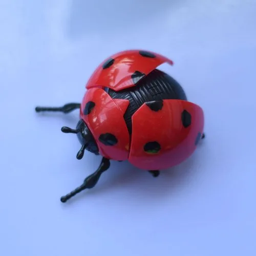 Rot
