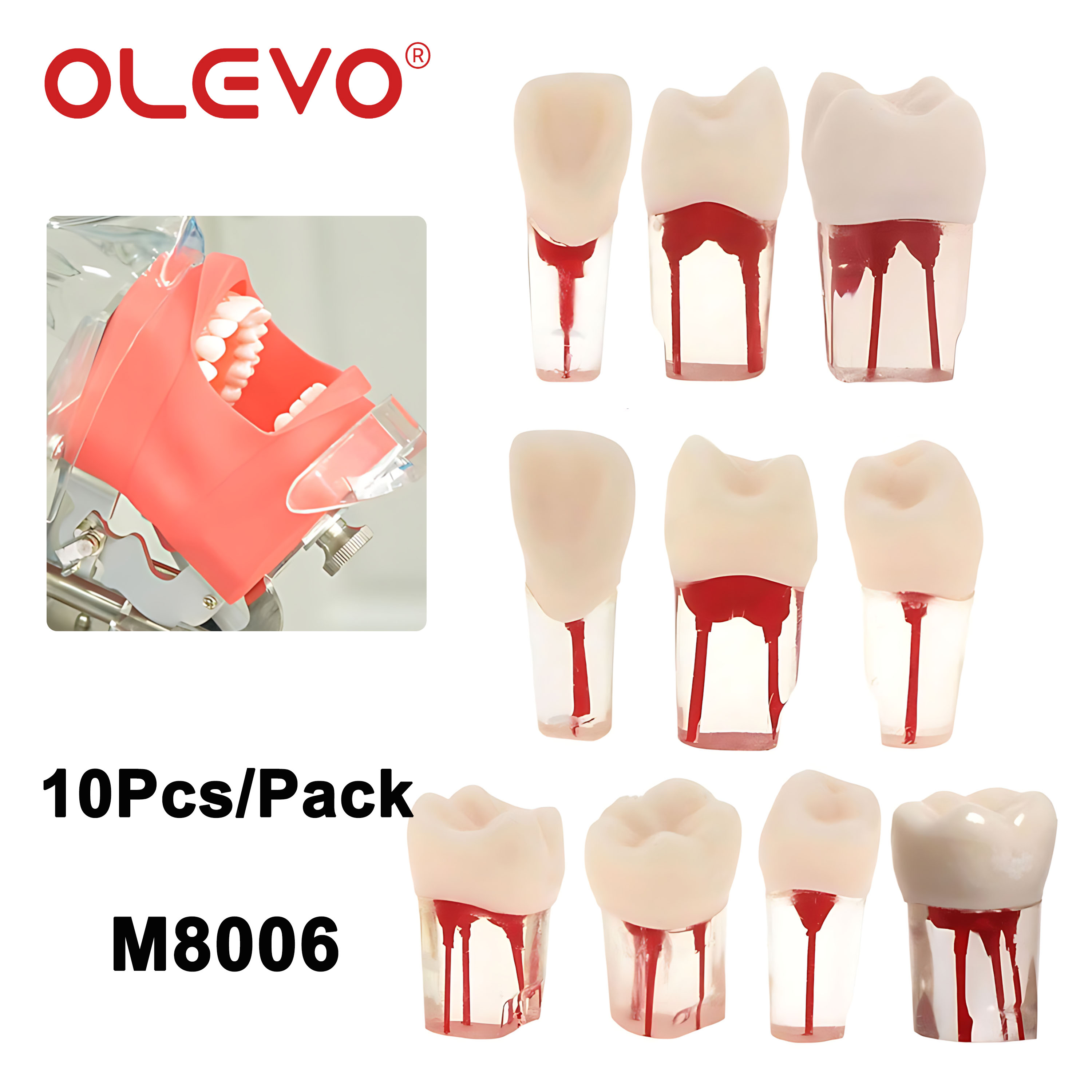 Immagine di OLEVO 10 Pz Dentale RCT Endo Denti Modello Endodontico Canalare Blocco Polpa Cavità Resina Studio Pratica Formazione Endodonzia M8006
