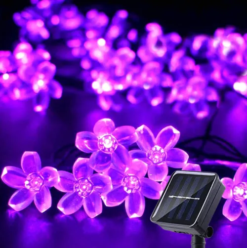 Viola